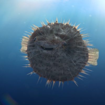 sealifeManchester-04